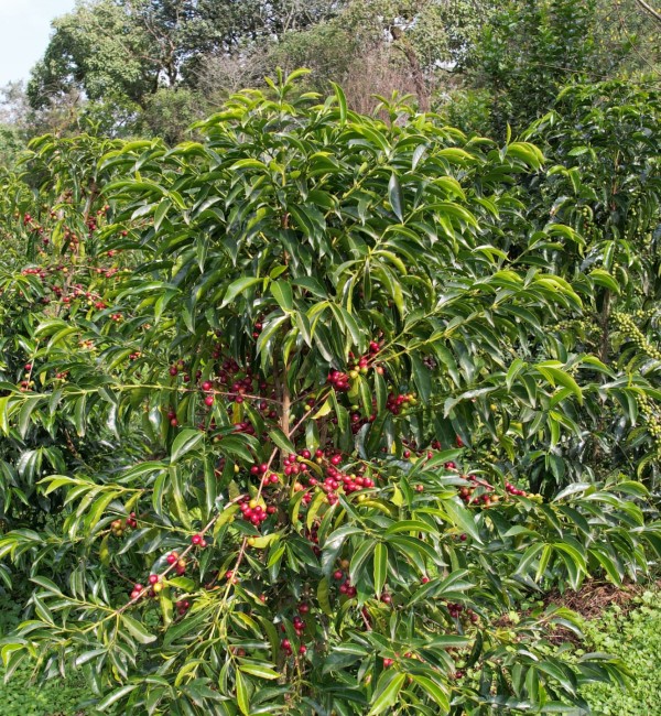 Coffee Farm