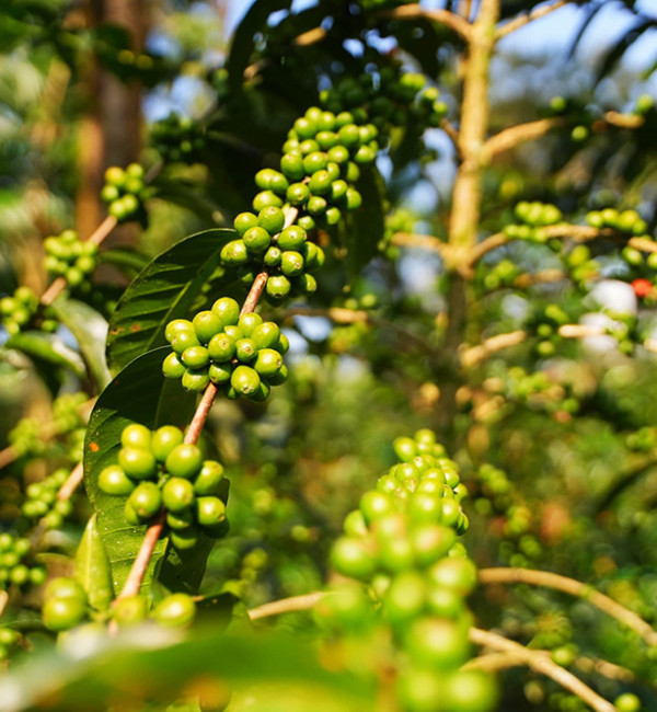 Coffee Bean Selection and Grading