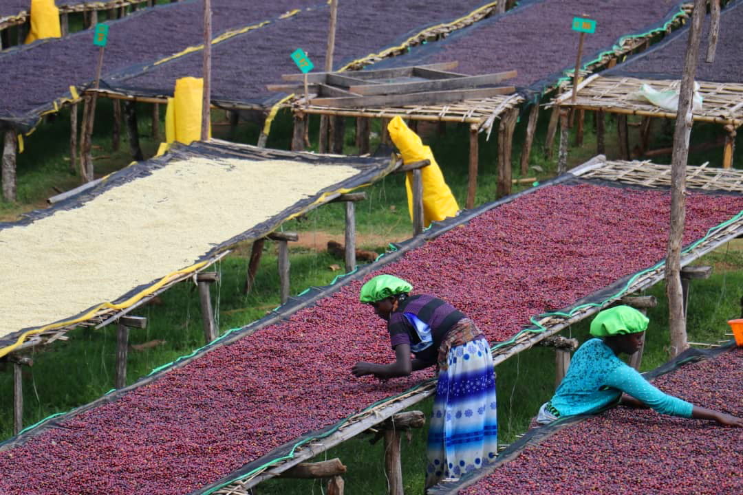 Birra Coffee Strengthens Global Export Operations with Improved Processing Facilities - Image 2