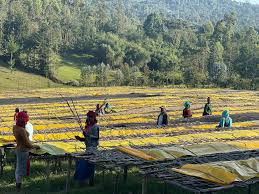 Birra Coffee Expands Partnerships with Ethiopian Coffee Farmers - Image 3